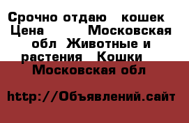 Срочно отдаю 2 кошек › Цена ­ 200 - Московская обл. Животные и растения » Кошки   . Московская обл.